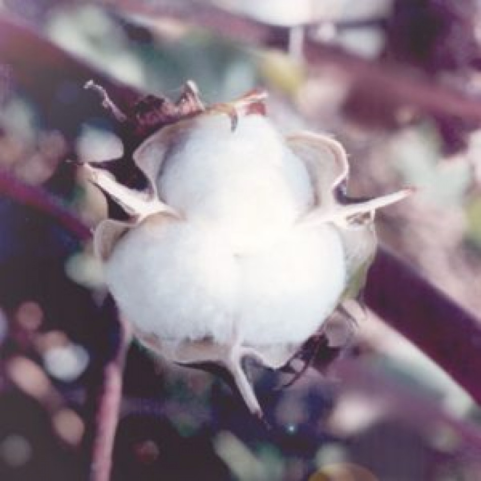Egypt Sees Significant Growth in Cotton Exports